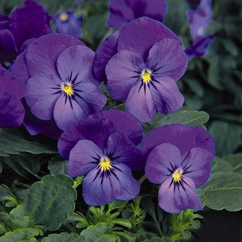 Viola x cornuta 'Blue'