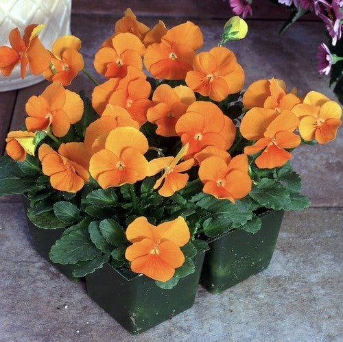 Viola x cornuta 'Chantreyland' / 'Penny Orange' F1