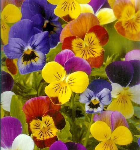 Viola Wittrockiana Hybrids 'Chicky Chicks'