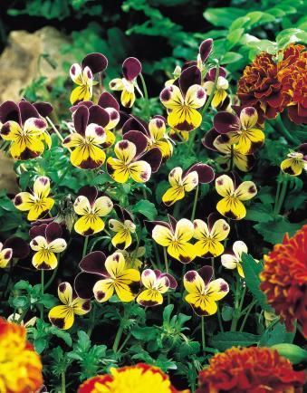 Viola x cornuta 'Helen Mount' / 'Johnny-Jump-Up'
