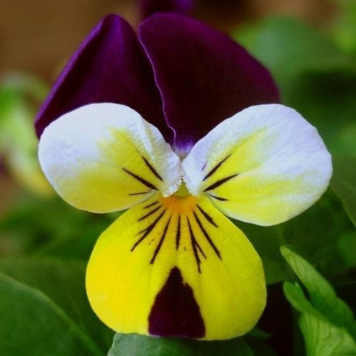 Viola x cornuta 'Helen Mount' / 'Johnny-Jump-Up'