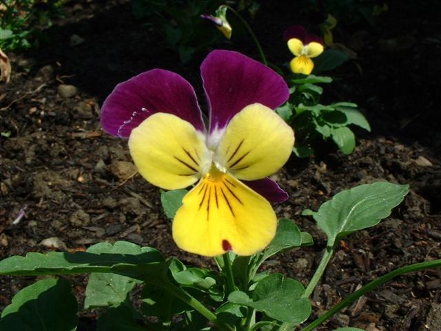 Viola x cornuta 'Helen Mount' / 'Johnny-Jump-Up'