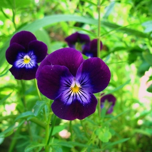 Viola x cornuta 'King Henry'