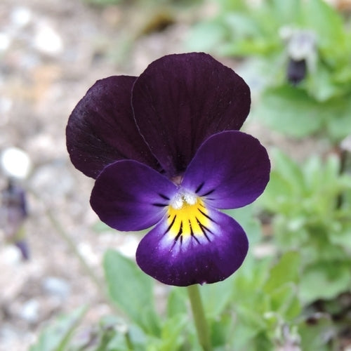 Viola nigra 'Bowles Black'
