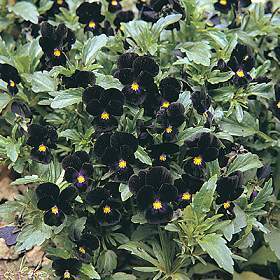 Viola nigra 'Bowles Black'