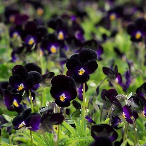 Viola nigra 'Bowles Black'