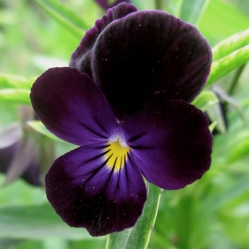 Viola nigra 'Bowles Black'