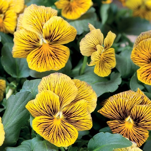 Viola x cornuta 'Network Improved'