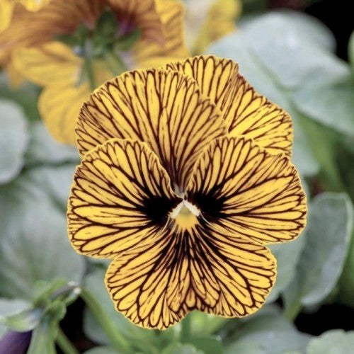Viola x cornuta 'Network Improved'