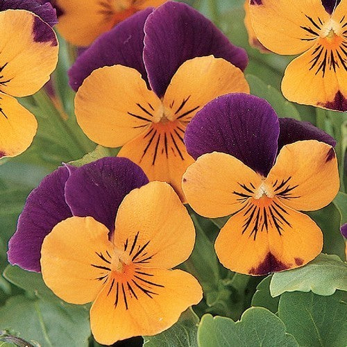 Viola x cornuta 'Orange Jump Up'