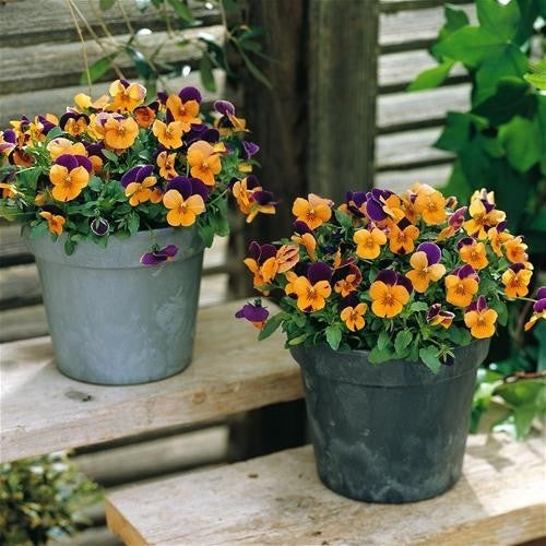 Viola x cornuta 'Orange Jump Up'