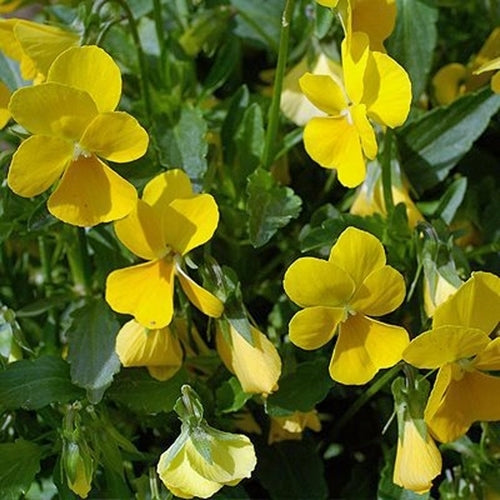 Viola x cornuta 'Prince John'