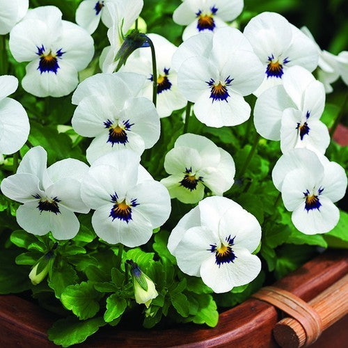 Viola x cornuta 'White Blotch' F1