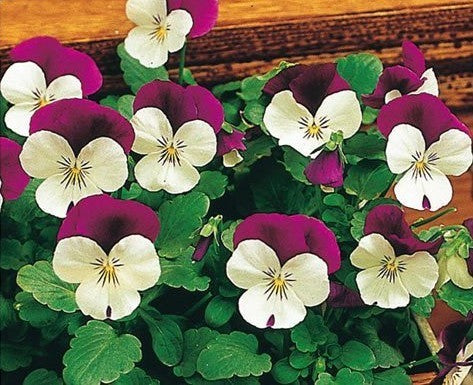 Viola x cornuta 'White Jump Up' (Sorbet Xp-Serie)