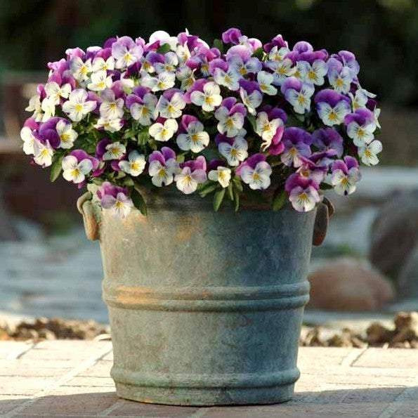 Viola x cornuta 'White Jump Up' (Sorbet Xp-Serie)
