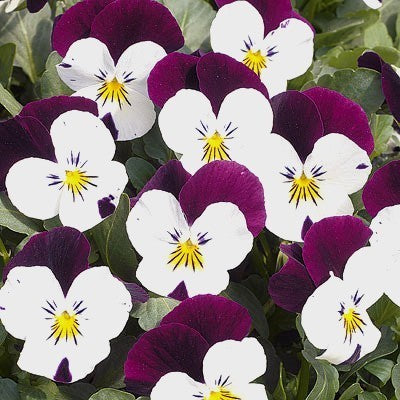 Viola x cornuta 'White Jump Up' (Sorbet Xp-Serie)