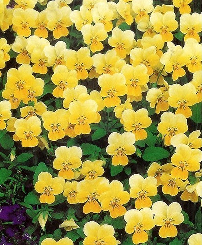 Viola x cornuta 'Sorbet Lemon Chiffon'