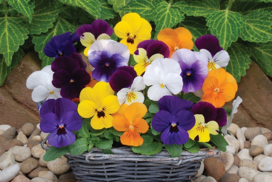 Viola x cornuta 'Sorbet Mixture' F1