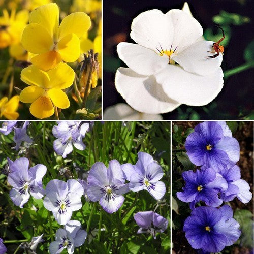 Viola hiemalis 'Mixed'
