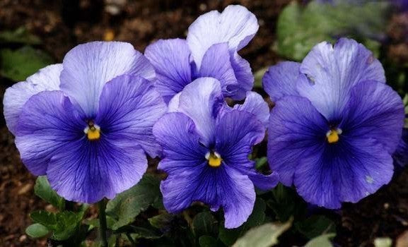 Viola hiemalis 'Mixed'