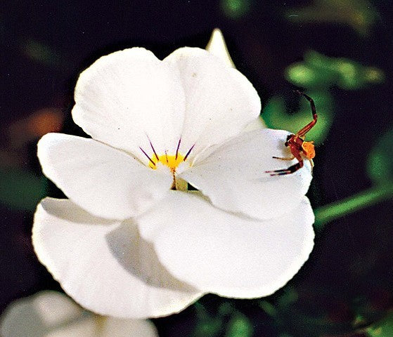 Viola hiemalis 'Mixed'
