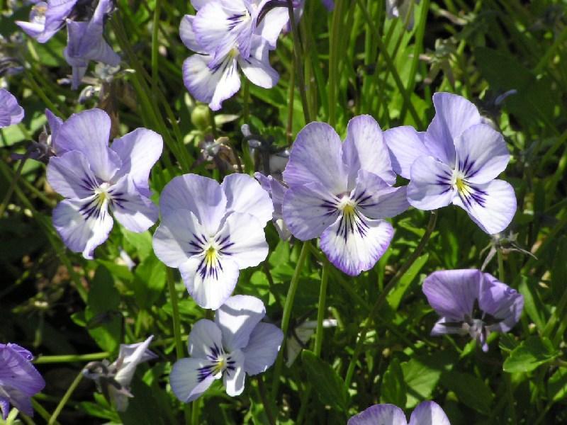 Viola hiemalis 'Mixed'