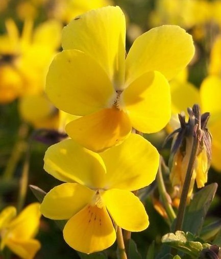 Viola hiemalis 'Mixed'