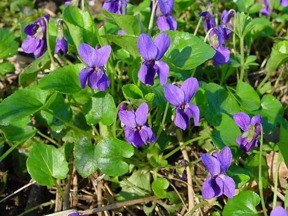 Viola odorata 'The Czar' / 'Queen Charlotte'
