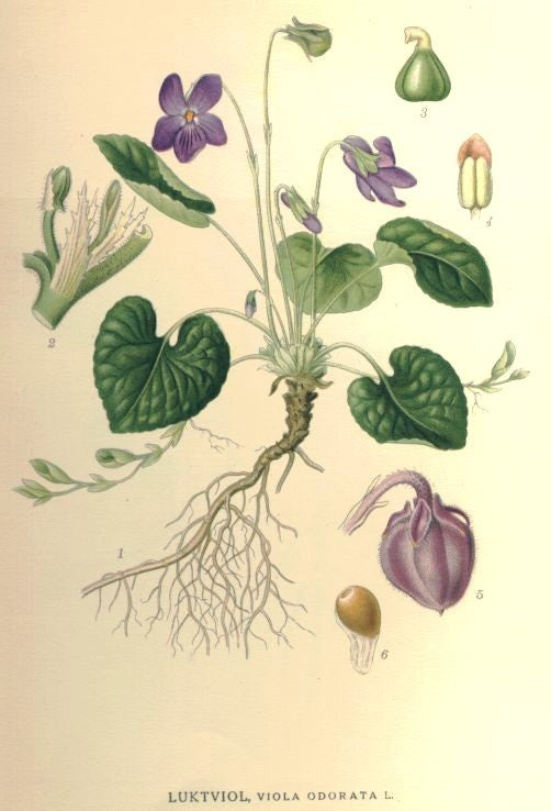 Viola odorata 'The Czar' / 'Queen Charlotte'