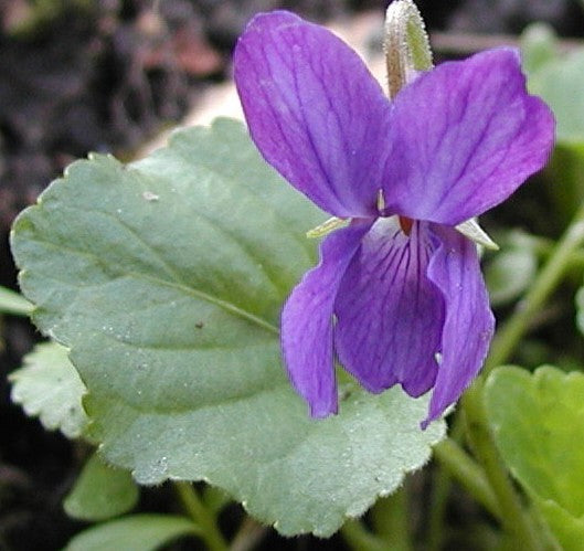 Viola odorata 'The Czar' / 'Queen Charlotte'