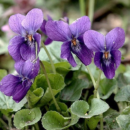 Viola odorata 'The Czar' / 'Queen Charlotte'