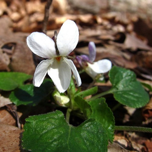 Viola odorata 'Reine de Neiges'