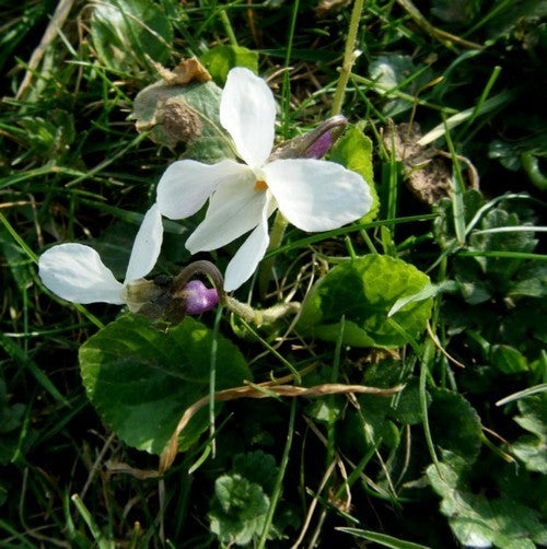 Viola odorata 'Reine de Neiges'