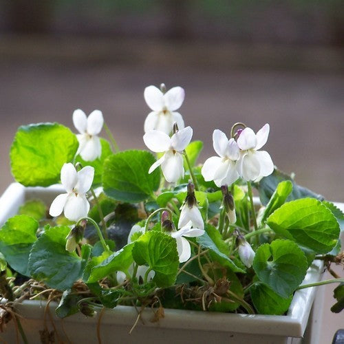 Viola odorata 'Reine de Neiges'