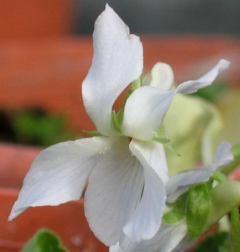 Viola odorata 'Reine de Neiges'
