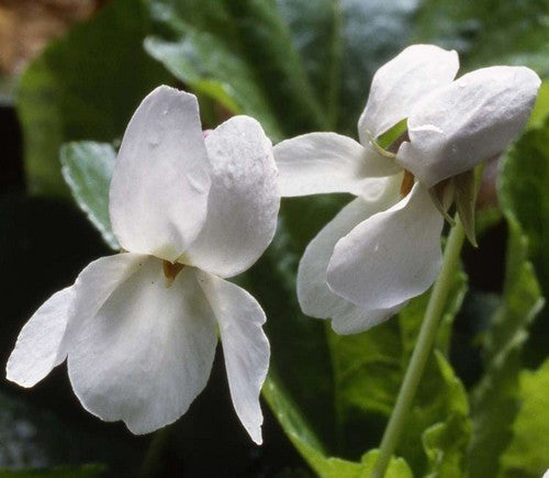 Viola odorata 'Reine de Neiges'