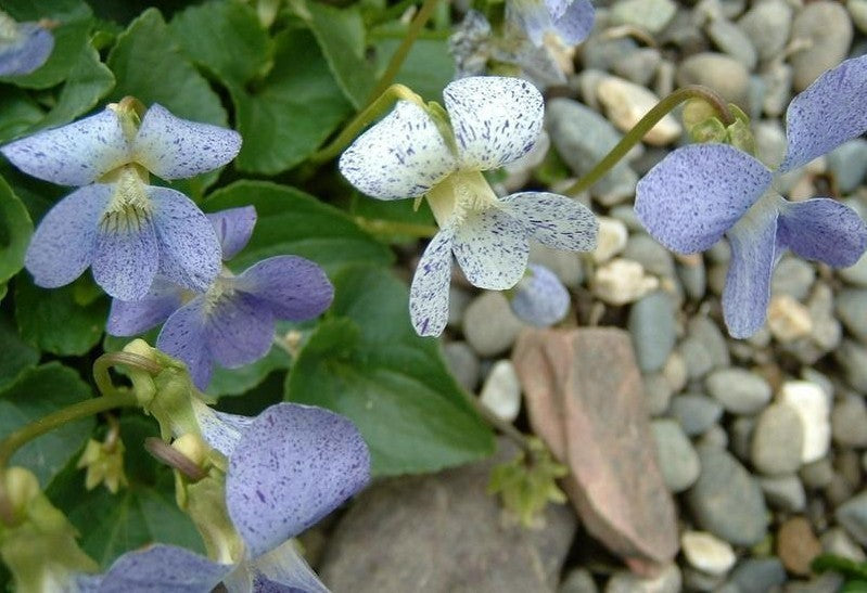 Viola sororia 'Freckles'