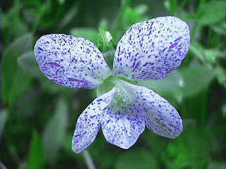 Viola sororia 'Freckles'