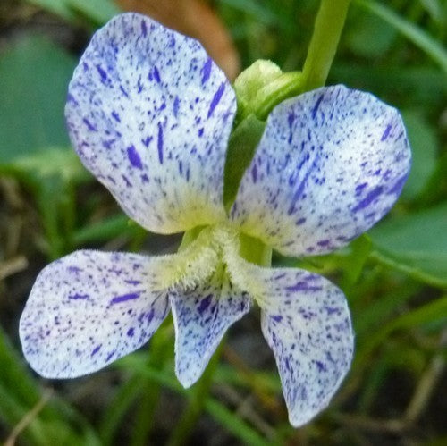 Viola sororia 'Freckles'