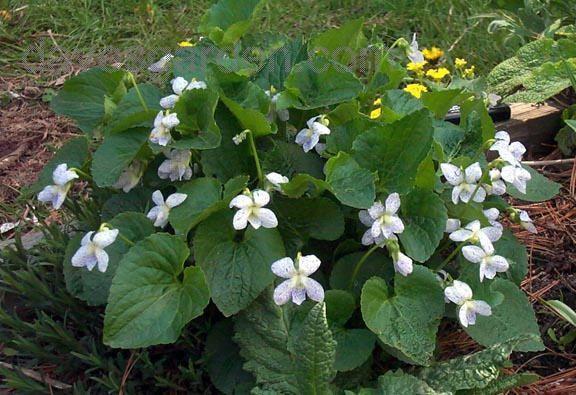 Viola sororia 'Freckles'