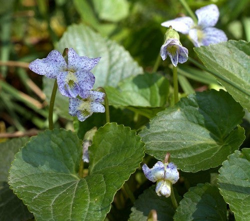 Viola sororia 'Freckles'