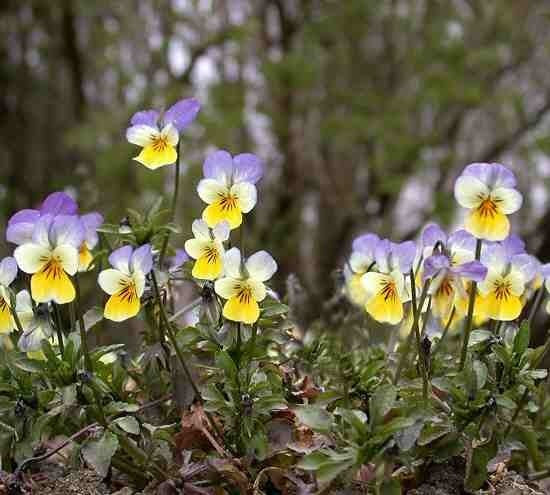 Wild Pansy