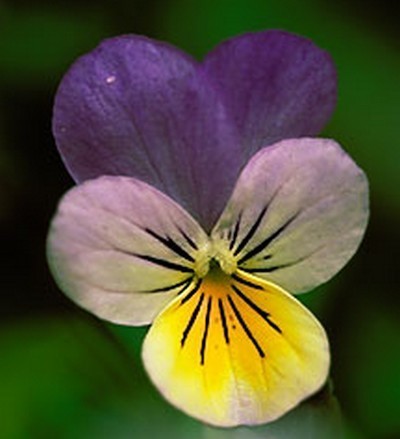 Wild Pansy