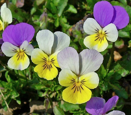 Viola tricolor