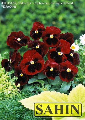 Viola Wittrockiana-Hybriden 'Abentglut' / 'Alpine Glow'