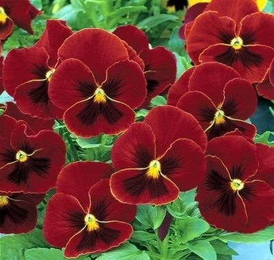 Viola Wittrockiana-Hybriden 'Abentglut' / 'Alpine Glow'