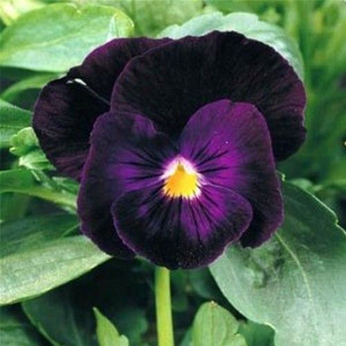 Viola Wittrockiana-Hybriden 'Bergwacht' / 'Berna'