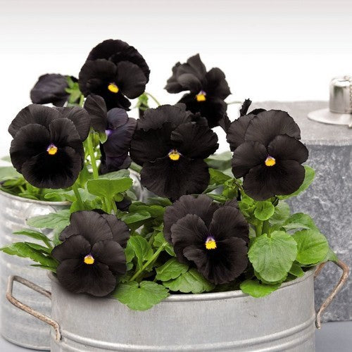 Viola x wittrockiana 'Black Star' / 'Black Crystals'