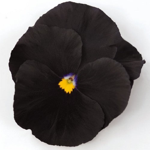 Viola x wittrockiana 'Black Star' / 'Black Crystals'