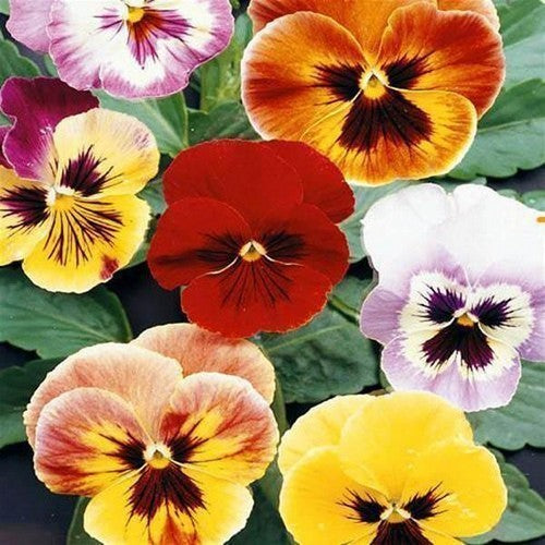 Viola Wittrockiana-Hybriden 'Clear Crystals Mixed' / 'Aalsme'